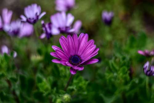 Nature Flower Garden Plant