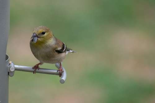 Nature Bird Wildlife Warbler Avian Pine Songbird