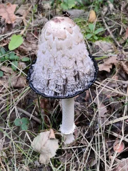 Nature Forest Mushrooms