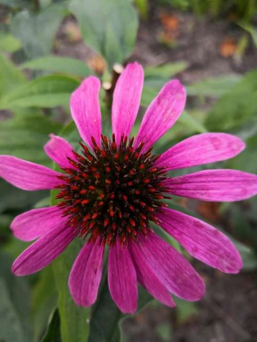 Nature Summer Flowers