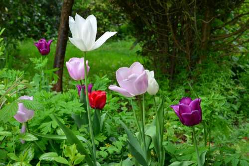 Nature Flowers Summer Happiness