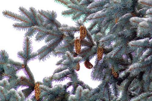 Nature Spruce Cones