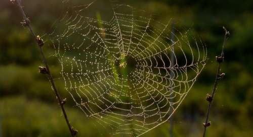 Nature Spider Insect Arachnids Light Thread