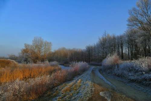 Nature Country Path Trees Winter Frost