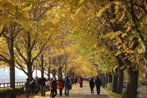 Nature Autumn Autumn Leaves Ginkgo Travel Wood