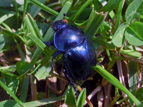 Nature Beetle Scarabeus Hovnivál Blue