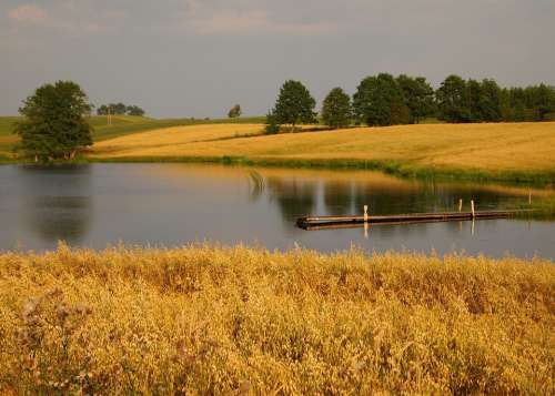 Nature Landscape Pond Lake Corn Yellow Summer