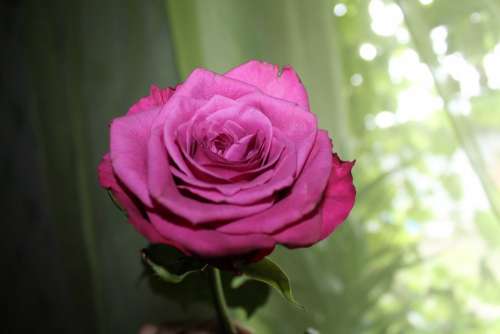 Nature Rose Flower Pink Rose Flower