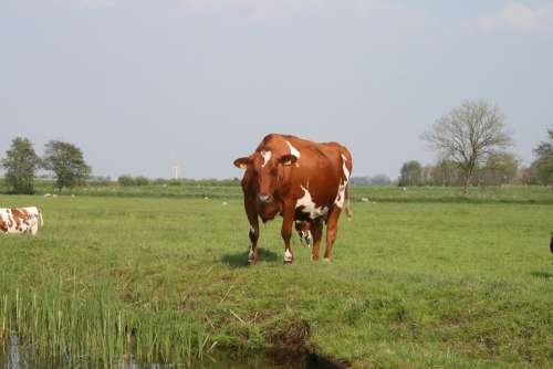 Nature Cows Landscape