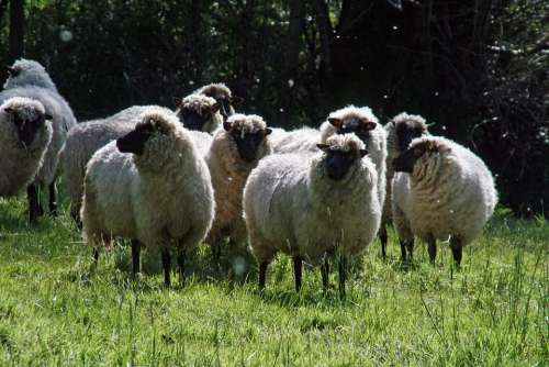 Nature Sheep Silent Rest