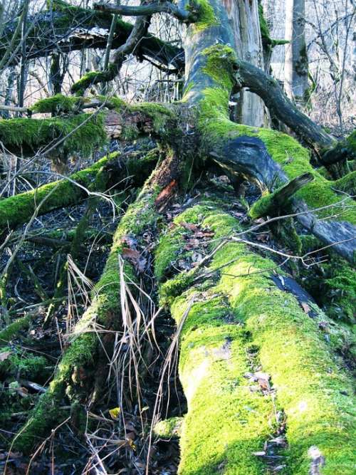 Nature Moss Tree Green Forest Log Landscape