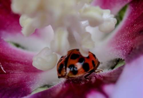 Nature Blossom Bloom Ladybug Macro Close Up