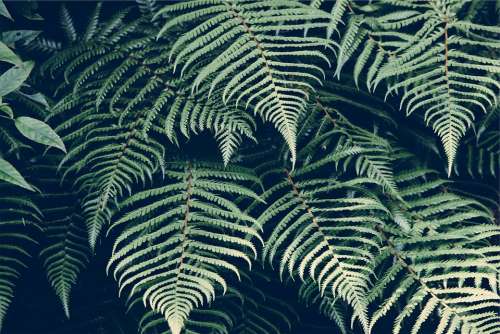 Nature Plant Fern Leaves Frond Green Environment