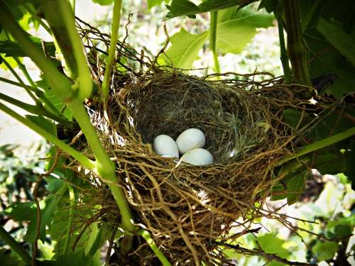 Nest Eggs Life Tree Branches Birds Incubate Care
