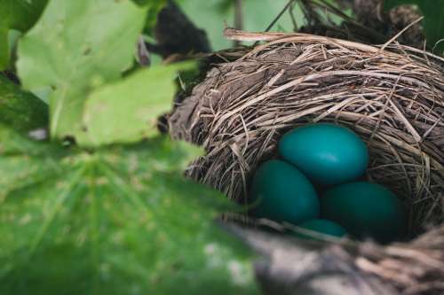 Nest Eggs Nature Birds Robin Spring Reproduction