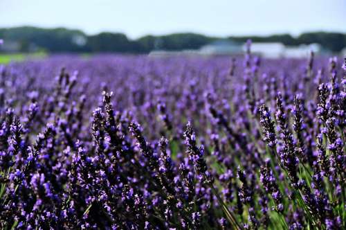 Netherlands Holland Lavender Landscape Flower