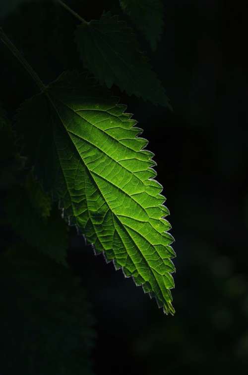 Nettle Plant Green Leaf Nature Isolated