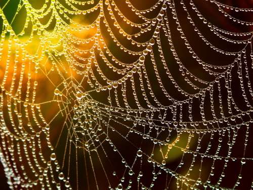 Web Cobweb Dewdrop Drop Of Water Lichtspiel