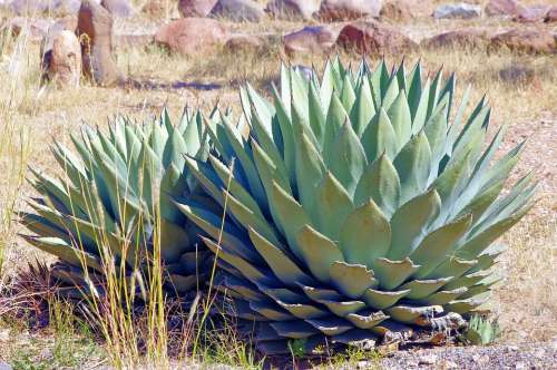 New Mexico Agave Plant Succulent Nature Green