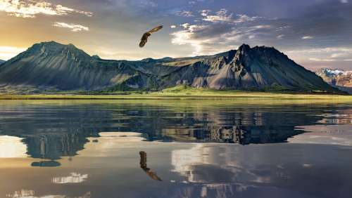 New Zealand Landscape Eagle Bird Nature Mountains