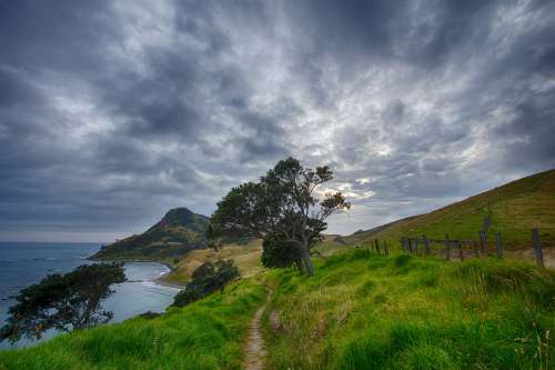 New Zealand Path Trail Corum Andel Sheep Hiking