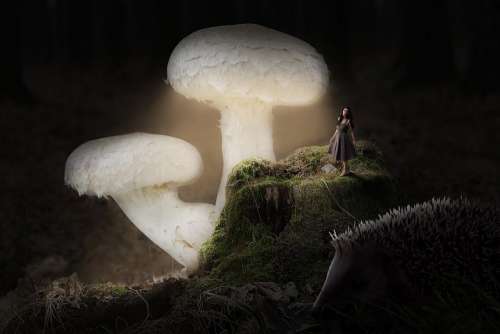 Night Mushroom Nature Mushrooms Darkness Figure