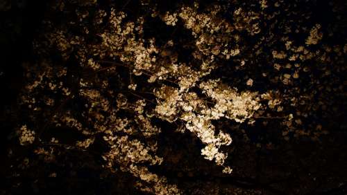 Night View Cherry Blossoms