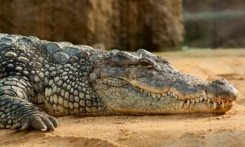 Nile Crocodile Crocodile Alligator
