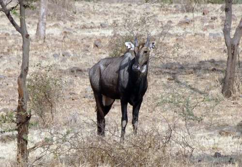 Nilgai Antelope Animal Wild Blue Bull