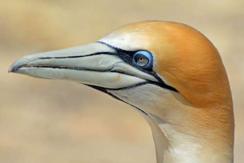 Northern Gannet Bird Animal Nature Close Up