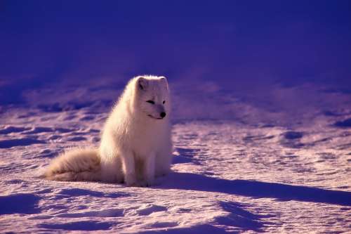 Norway Fox Arctic Animal Wildlife Snow Beautiful