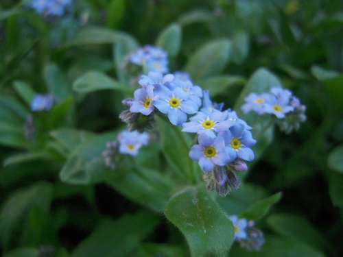 Nots Garden Spring Nature Blue Flowers