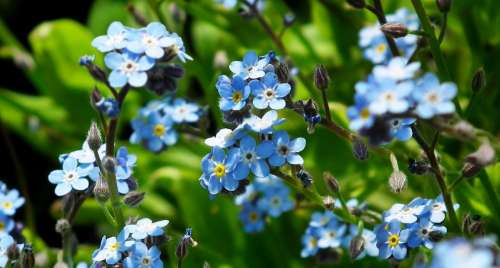 Nots Blue Flowers Garden Spring Nature Closeup
