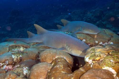 Nurse Sharks Sharks Reef Underwater Marine Coral