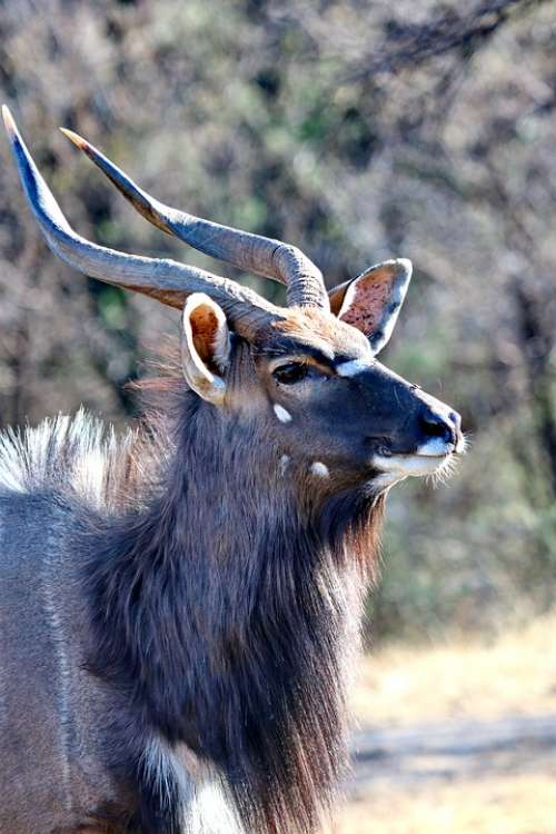 Nyala Bull Males Horns Mammal Head Portrait