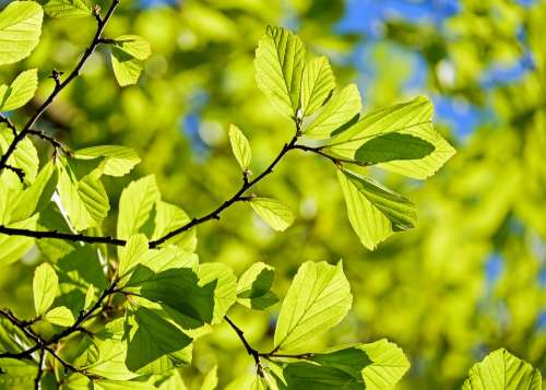 Oak Tree Deciduous Tree Leaves Parrotia Persica