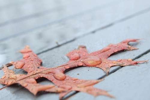 Oak Leaf Rain Rainy Water Water Drops Fall