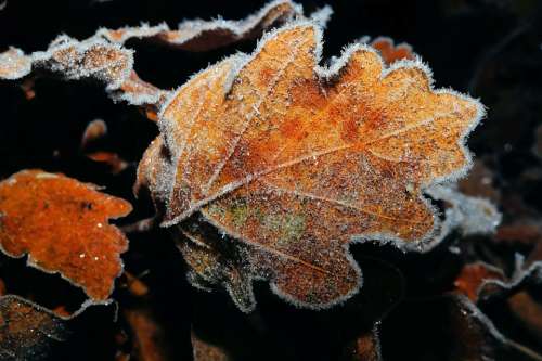 Oak Leaf Leaves Ground Winter Frozen Eiskristalle