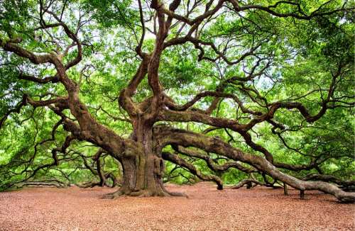 Oak Tree Tree Huge Old Charleston Nature Branches