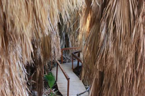 Oasis The Path Footbridge Palm Trees