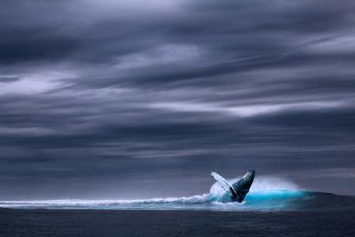 Ocean Blue Whale Sea Wave Whale Rainy Wild