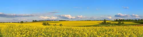 Oilseed Rape Spring May Nature Yellow Panorama