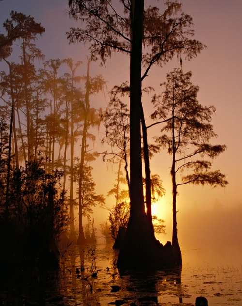 Okefenokee Swamp Swamp Trees Georgia Florida