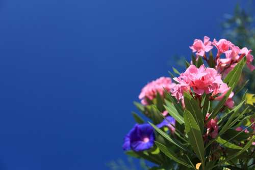 Oleander Background Beautiful Bloom Blossom Blue
