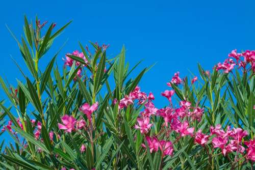 Oleander Plant Pink Flowers Nature Summer