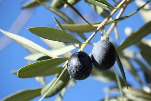 Olivas Tree Olive Olives Leaves Branches Food
