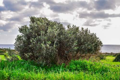 Olive Tree Meadow Landscape Tree Nature