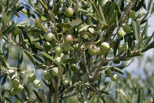 Olives Fruits The Green Trees