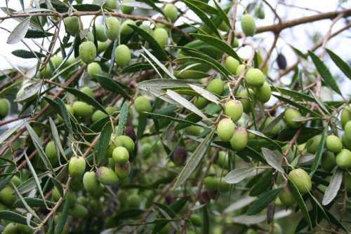 Olives Green Olea Europaea Mediterranean Fruits