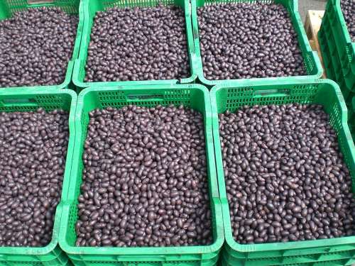 Olives Black Market Market Stall Drupes